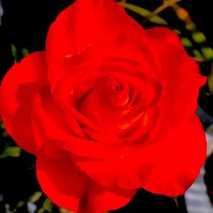 ISO Boy Smells Rose Load or Flor de la Virgen full size fragrances